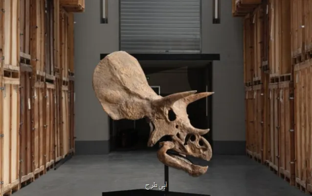 یک دایناسور دیگر حراج می شود